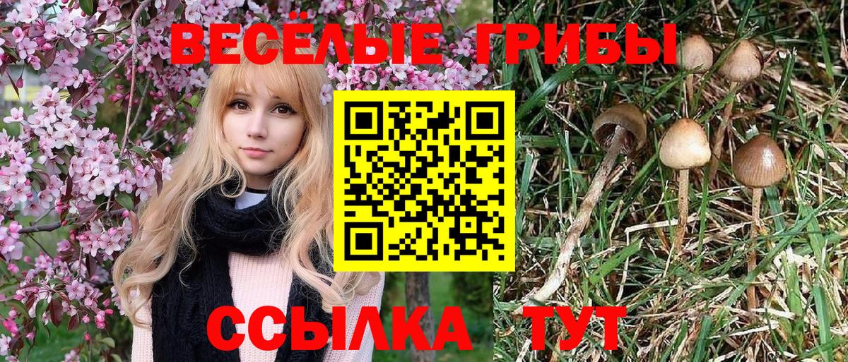 Псилоцибиновые грибы Magic Shrooms  Псилоцибиновые грибы Cubensis  Вход с VPN  Будённовск 
